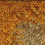 Textured abstract hand-painted canvas with layered circular forms in warm amber, ochre, and neutral tones