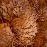Textured abstract hand-painted canvas with layered terracotta and cream petals in organic botanical form